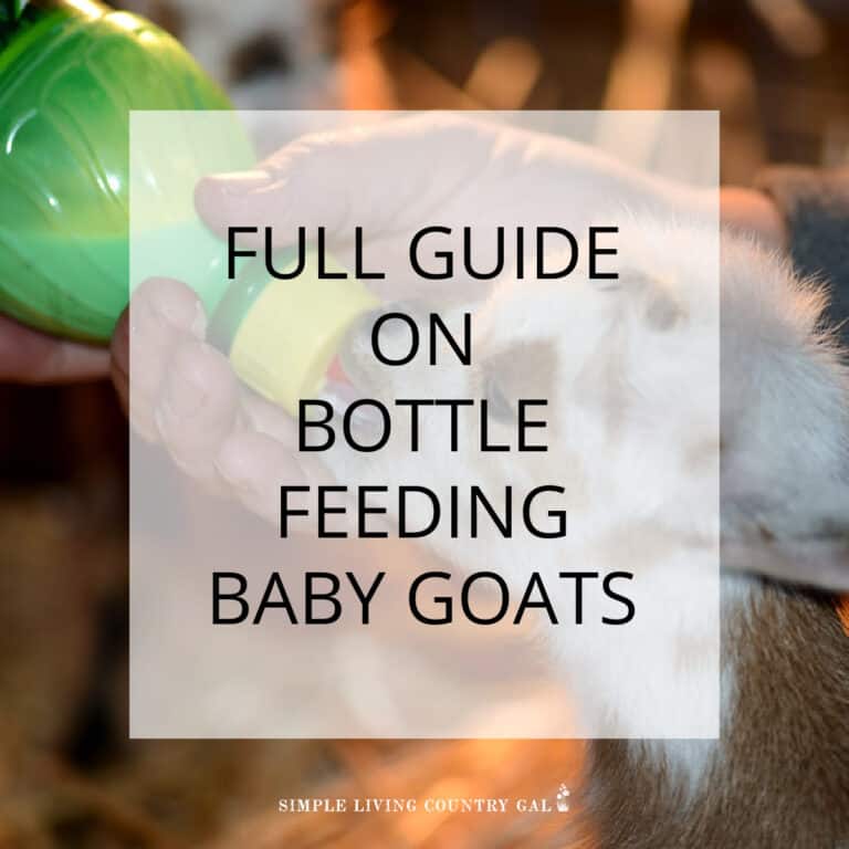 bottle baby goat feeding schedule