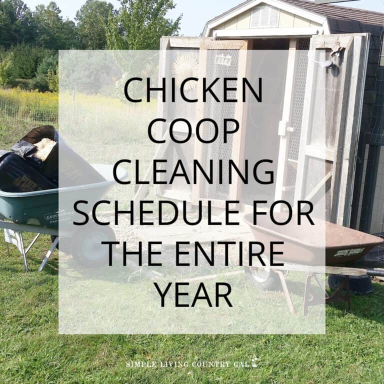 chicken coop cleaning schedule