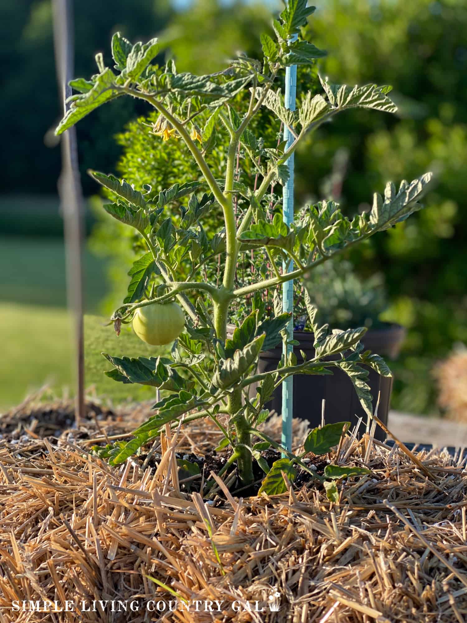 Growing Tomatoes in Straw Bales Simple Living Country Gal