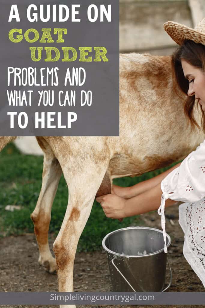goat udder problems