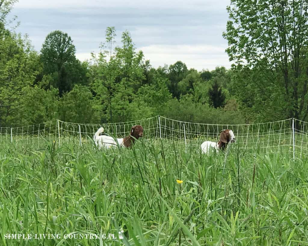 goats grazing out on pasture with fresh green grass in the forefront and a white netting fence behind
