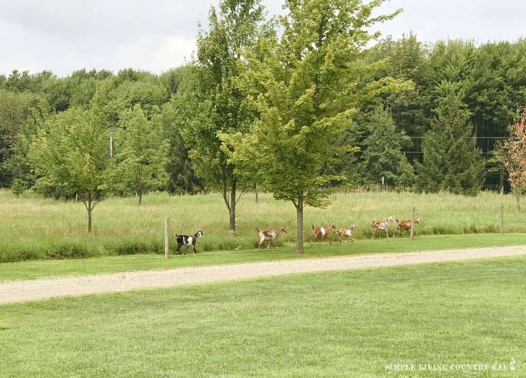 goats out on pasture walking the fenceline