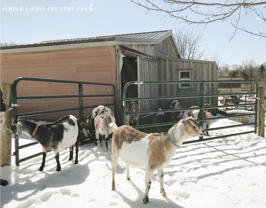 a group of goats outside of a barn standing in the sun in january