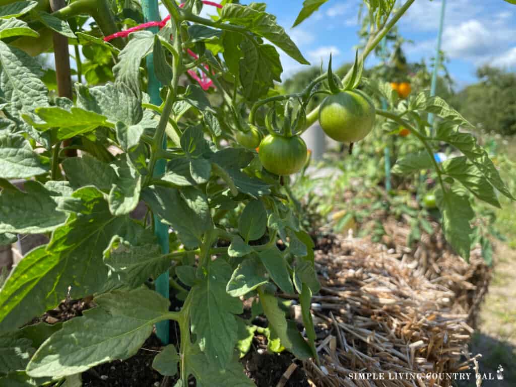 a close up of a green tomato plant growing in a straw bale