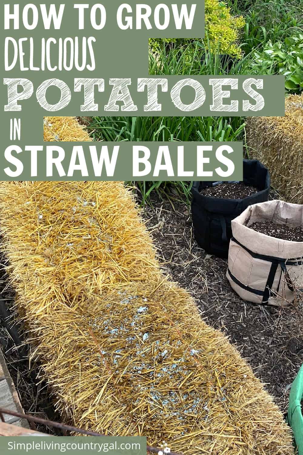 Growing Potatoes in Straw Bales Simple Living Country Gal
