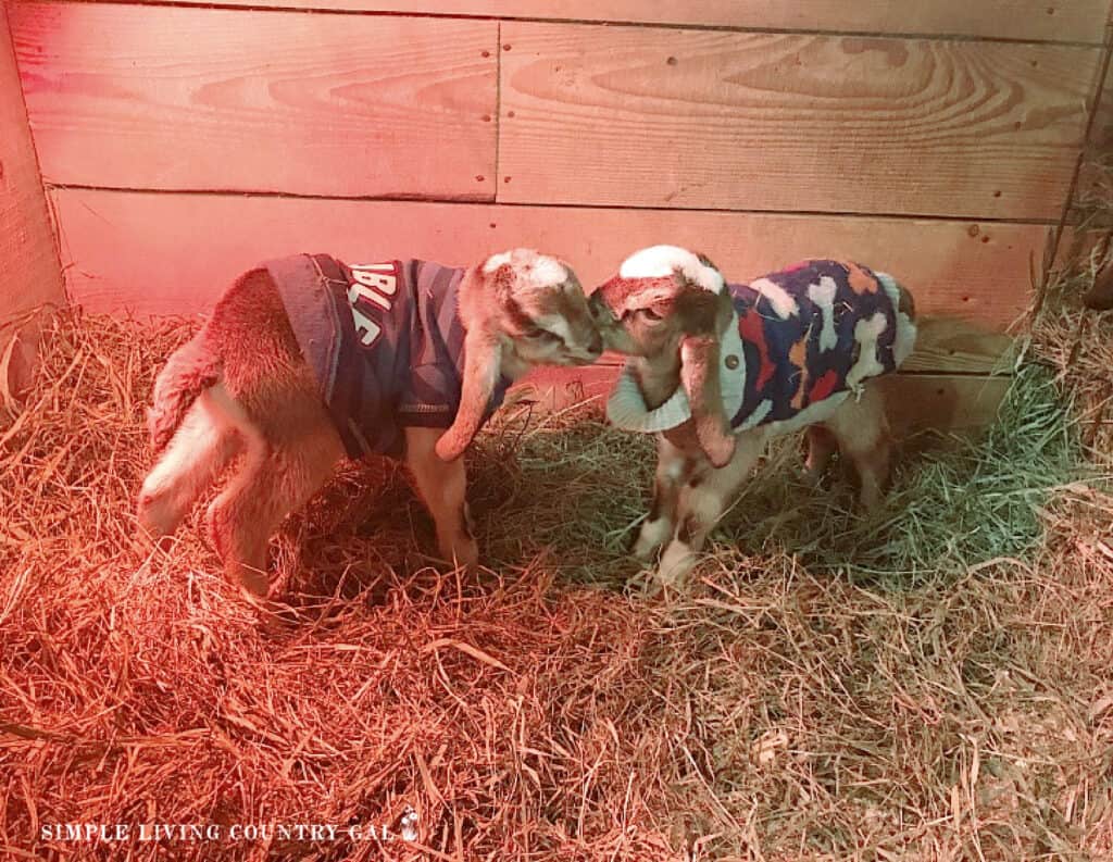 two baby goats in sweaters touching noses in a goat stall