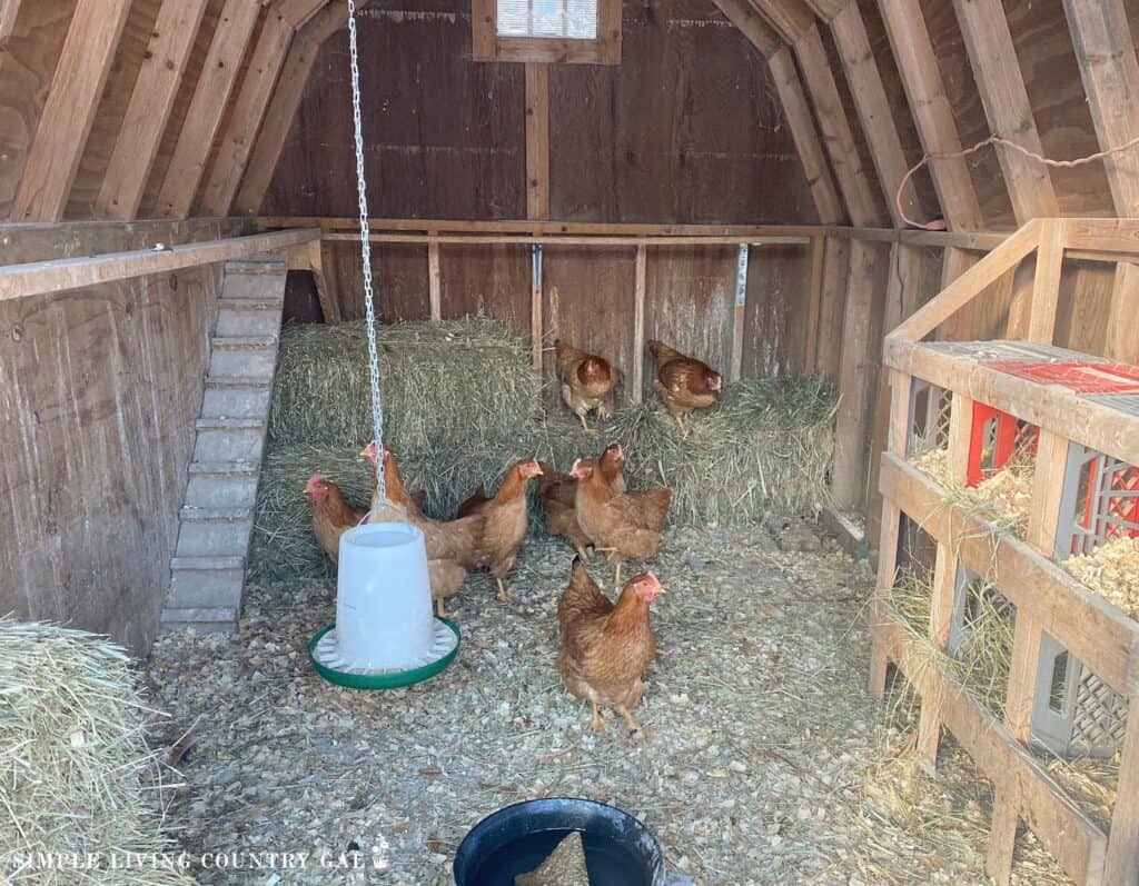 inside of a chicken coop in the winter with hens inside stop laying eggs