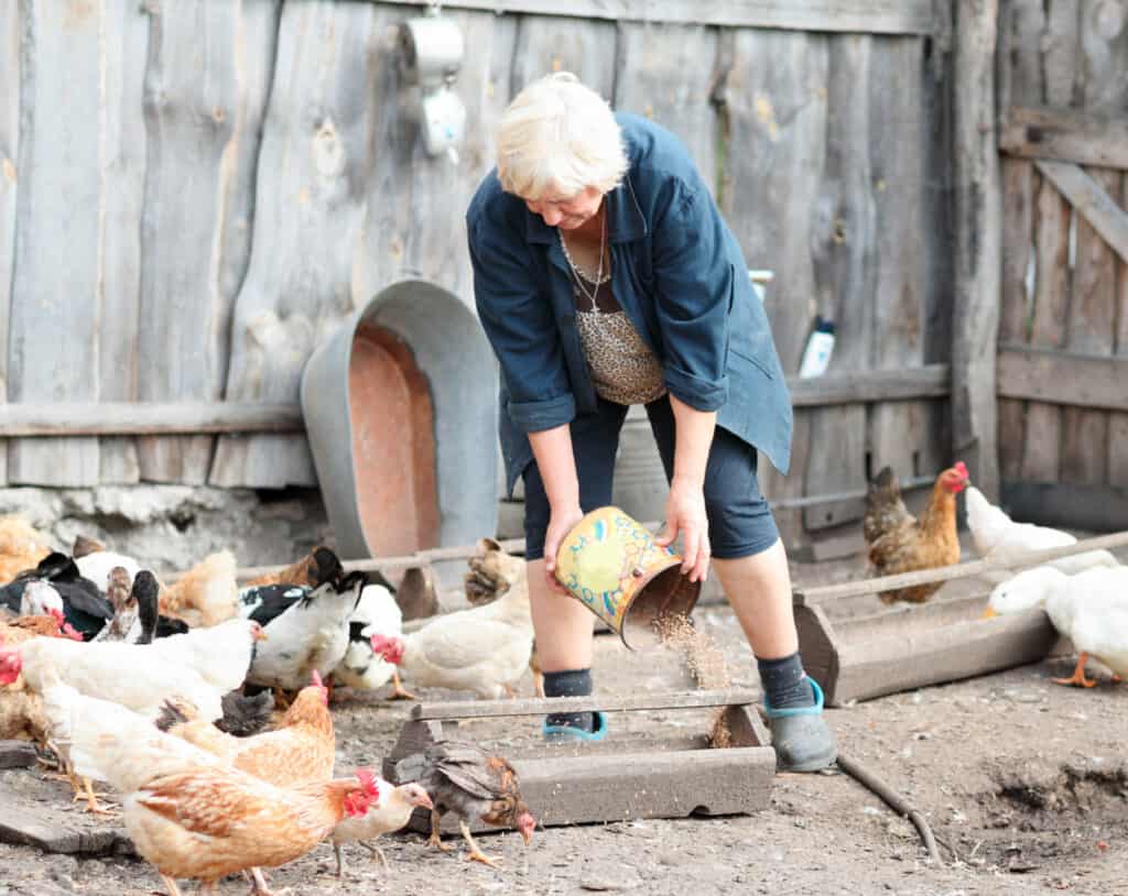 woman farmer feeds the chickens and geese