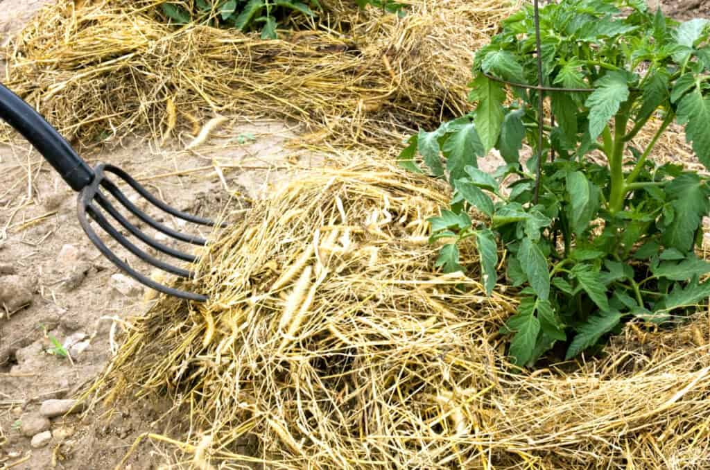 Hay fork covering the ground around tomato plants with straw mulch