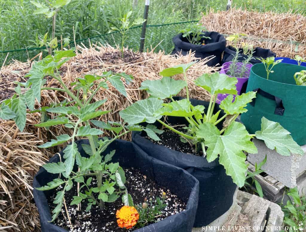 a tomato plant and zucchini plant growing in black bags