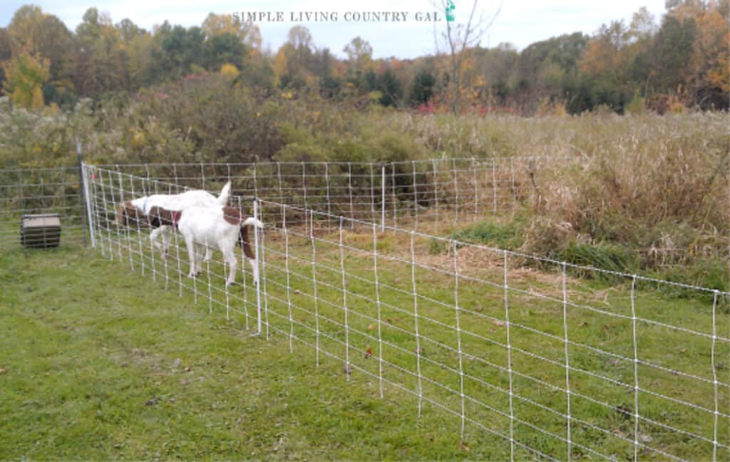 two goats grazing on grass next to fence netting copy