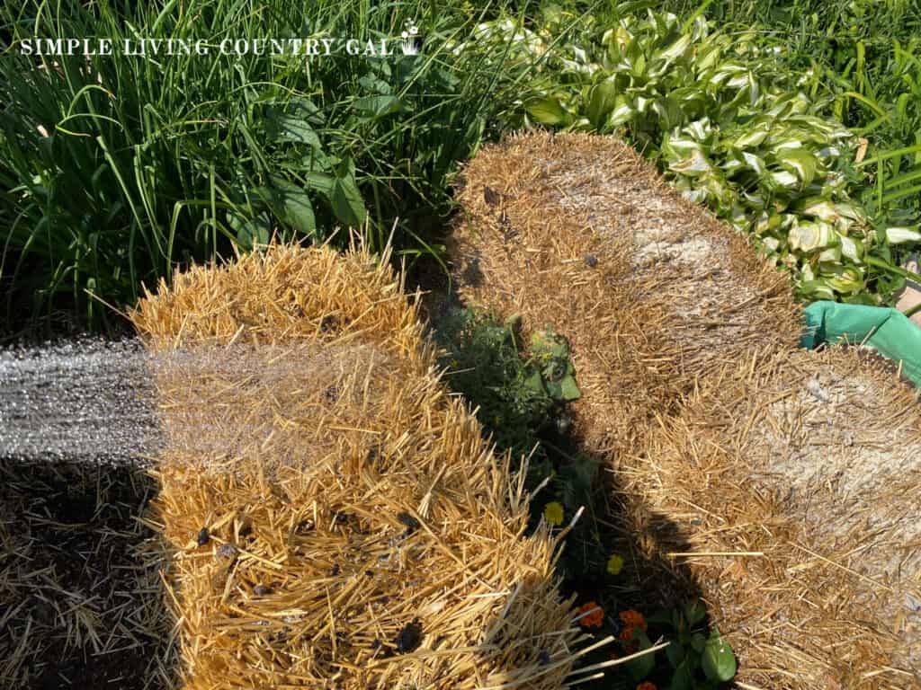 water streaming over bales to prep them for growing tomatoes
