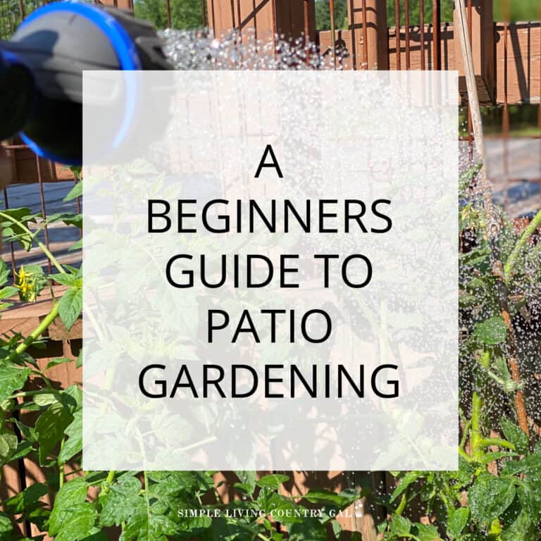 patio gardening for beginners