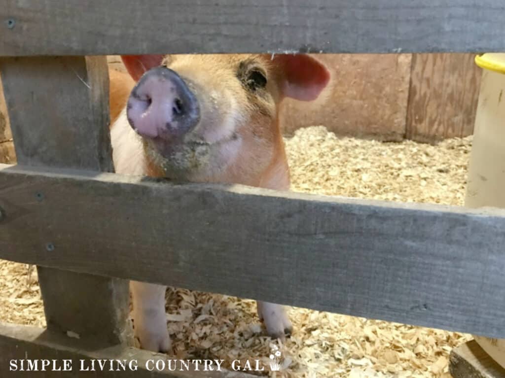 A PIG LOOKING OUT OF THE SLATS OF A PEN IN A BARN