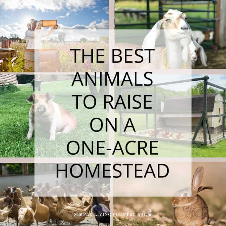 Best Animals for 1 Acre Homestead