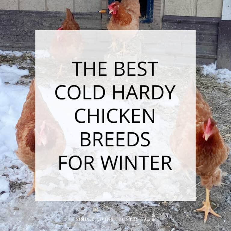 Cold Hardy Chicken Breeds