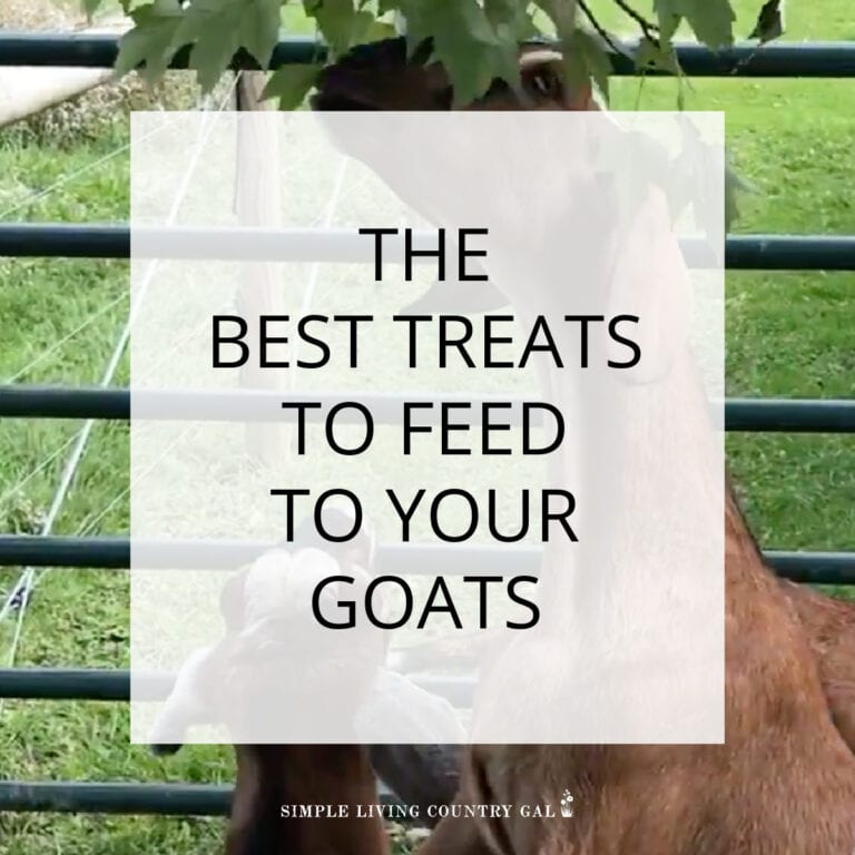 Best Treats for Goats