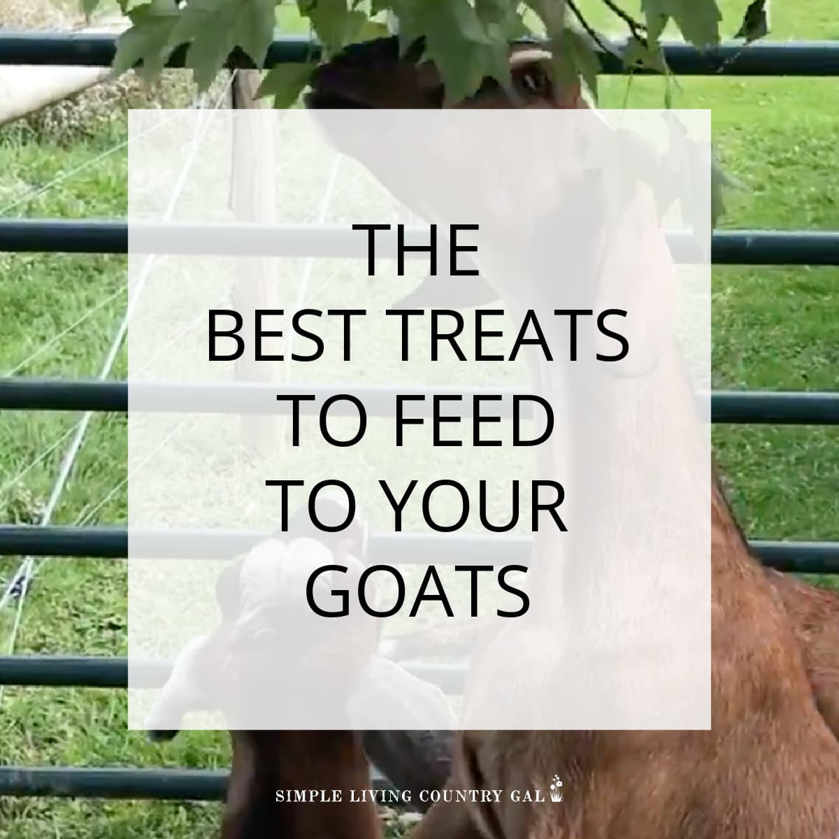 Best Treats for Goats | Simple Living Country Gal