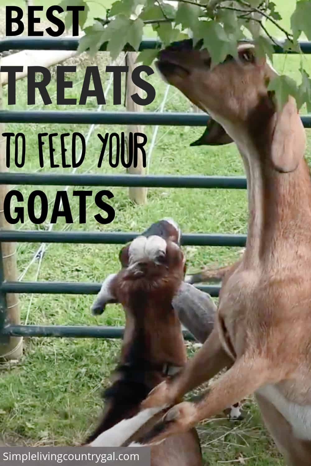 Best Treats for Goats Simple Living Country Gal