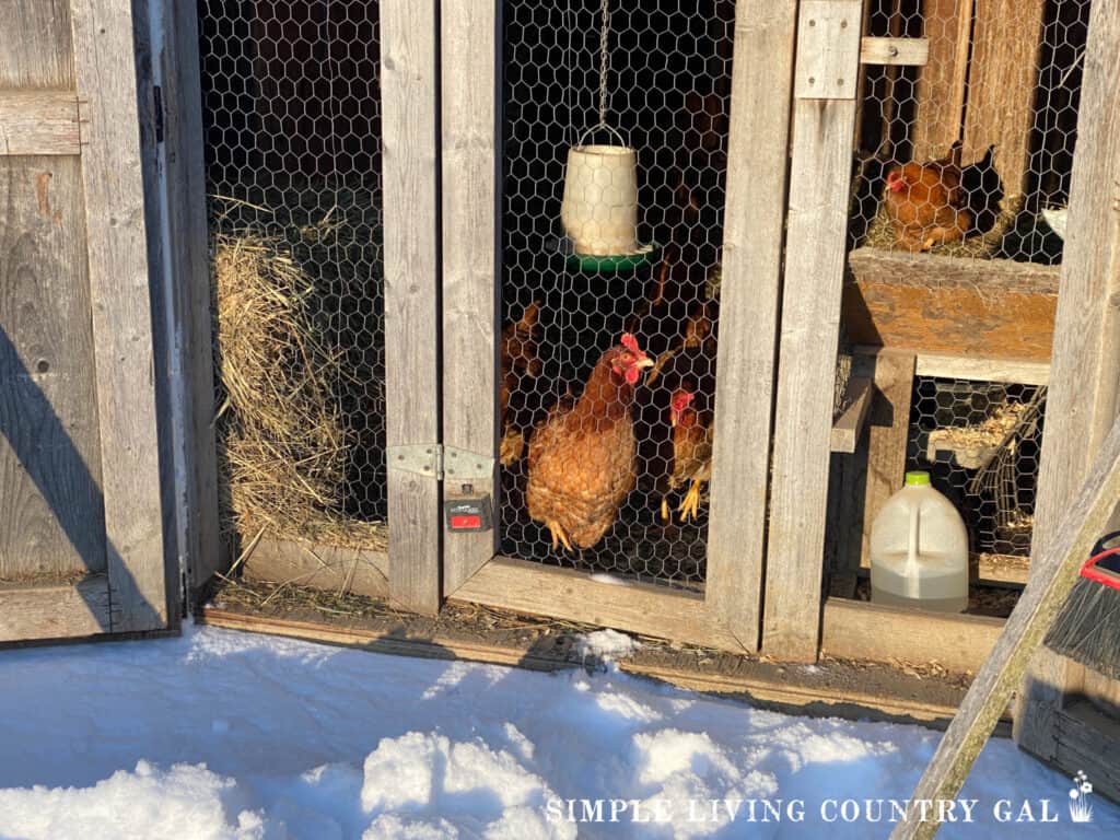 Chickens in a coop in the winter sunshine