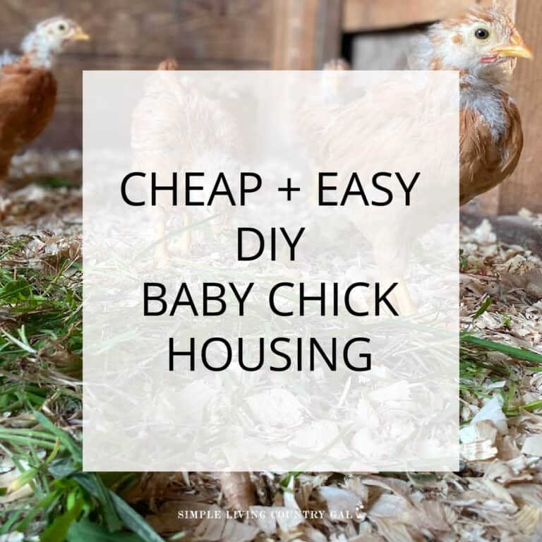 DIY Baby chick housing