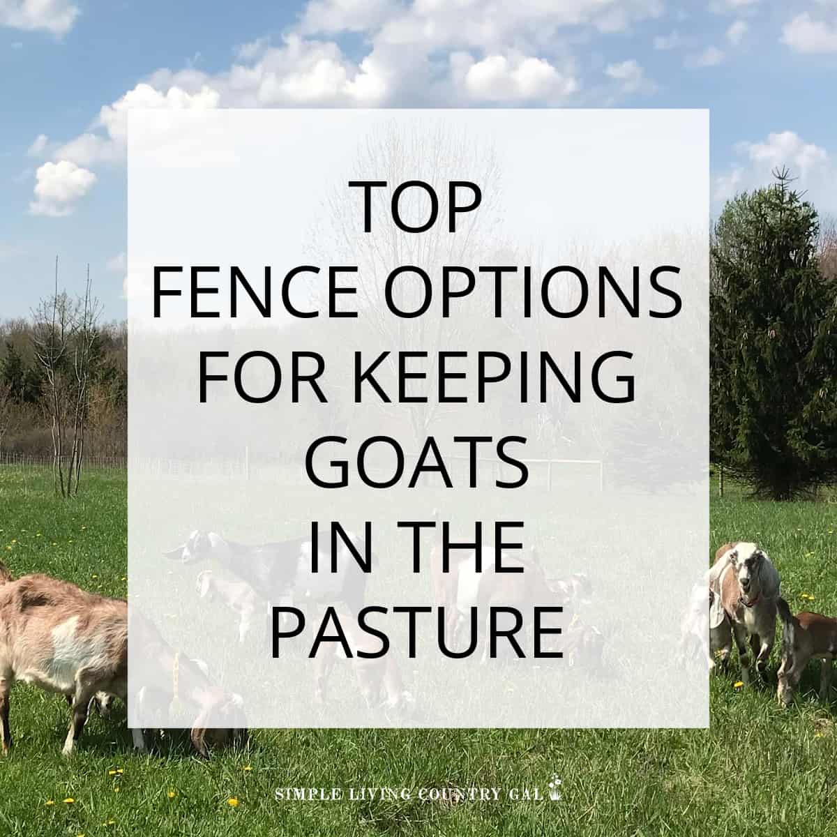 Fencing for Goats in Pasture Simple Living Country Gal