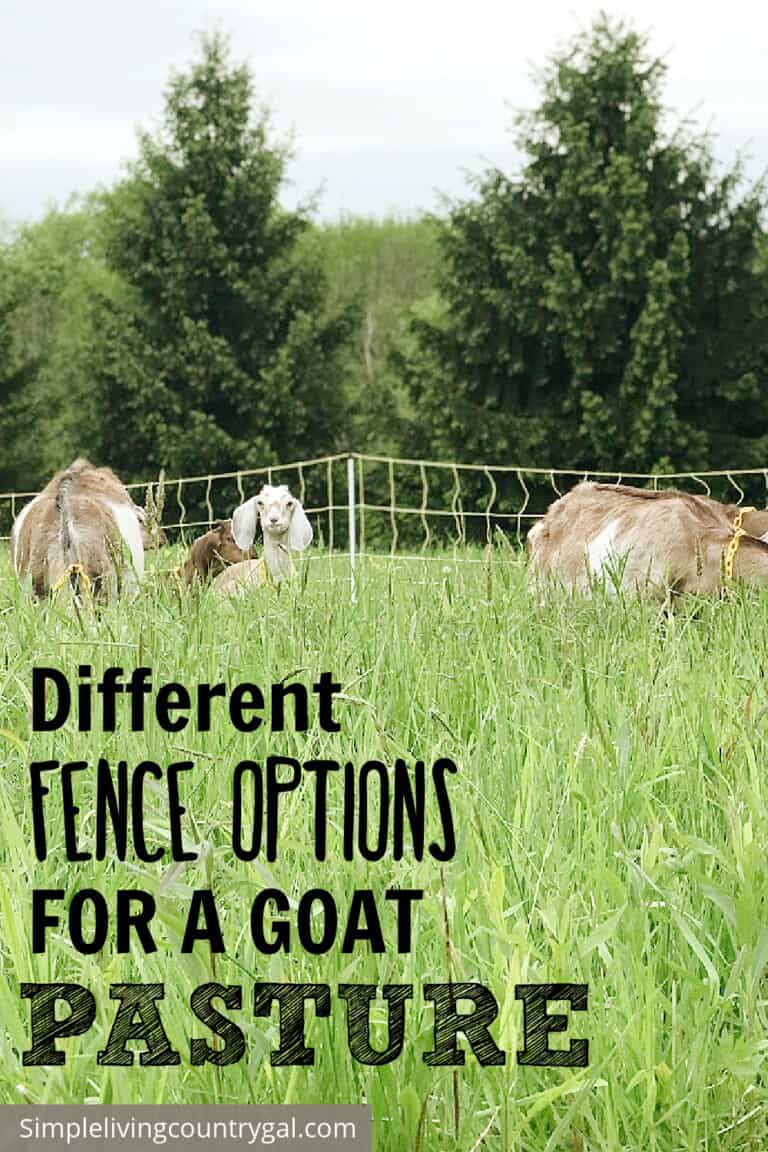 Fencing for Goats in Pasture Simple Living Country Gal