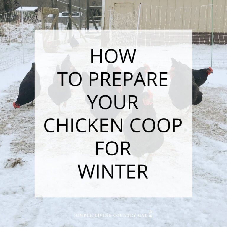 How To Prepare Your Chicken Coop For Winter