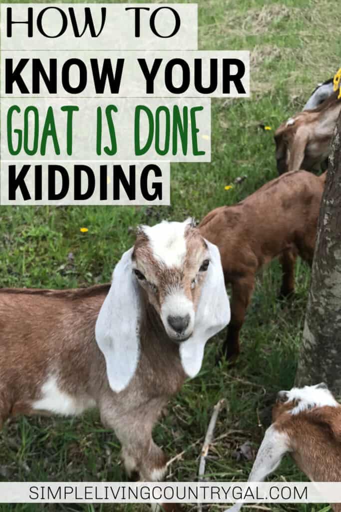 How do you Know When a Goat is Done Giving Birth