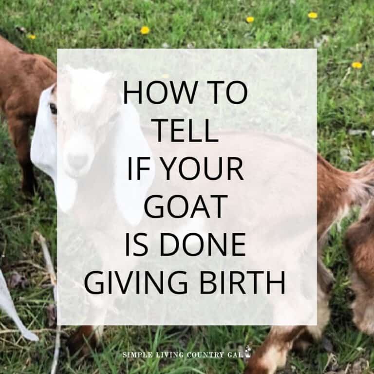 How do you Know When a Goat is Done Giving Birth?