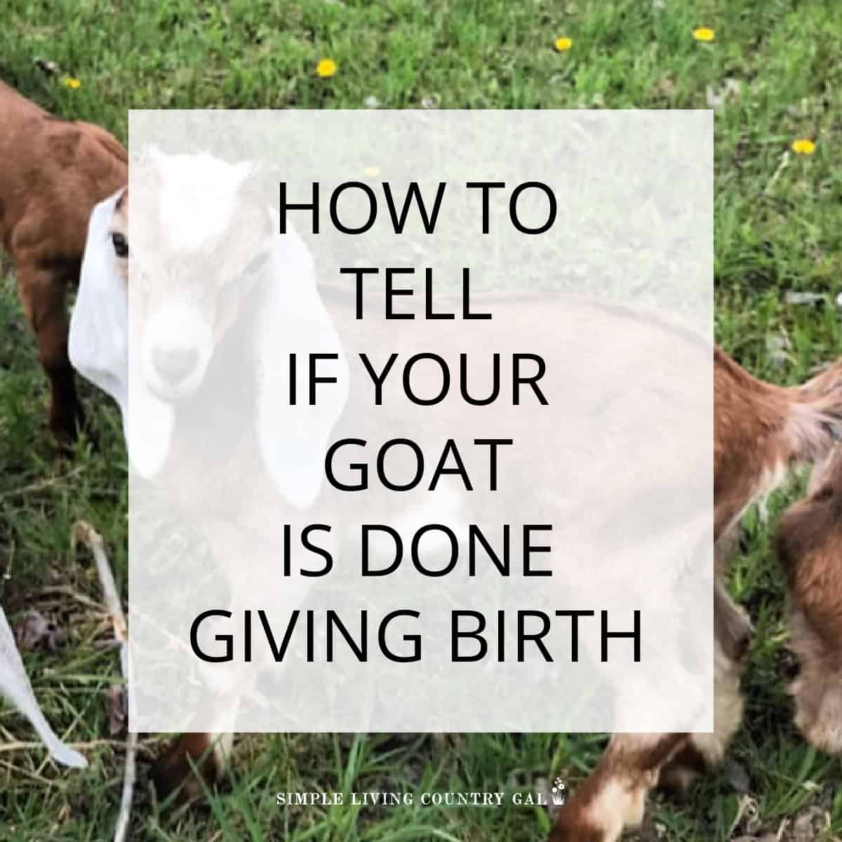 How do you Know When a Goat is Done Giving Birth