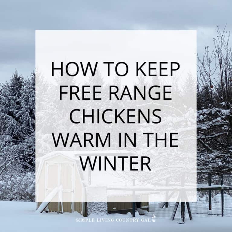 How to Keep Free-Range Chickens Warm in Winter