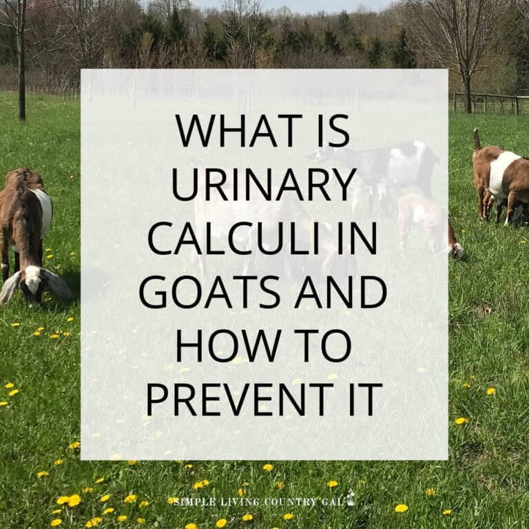 Signs of Urinary Calculi in Goats