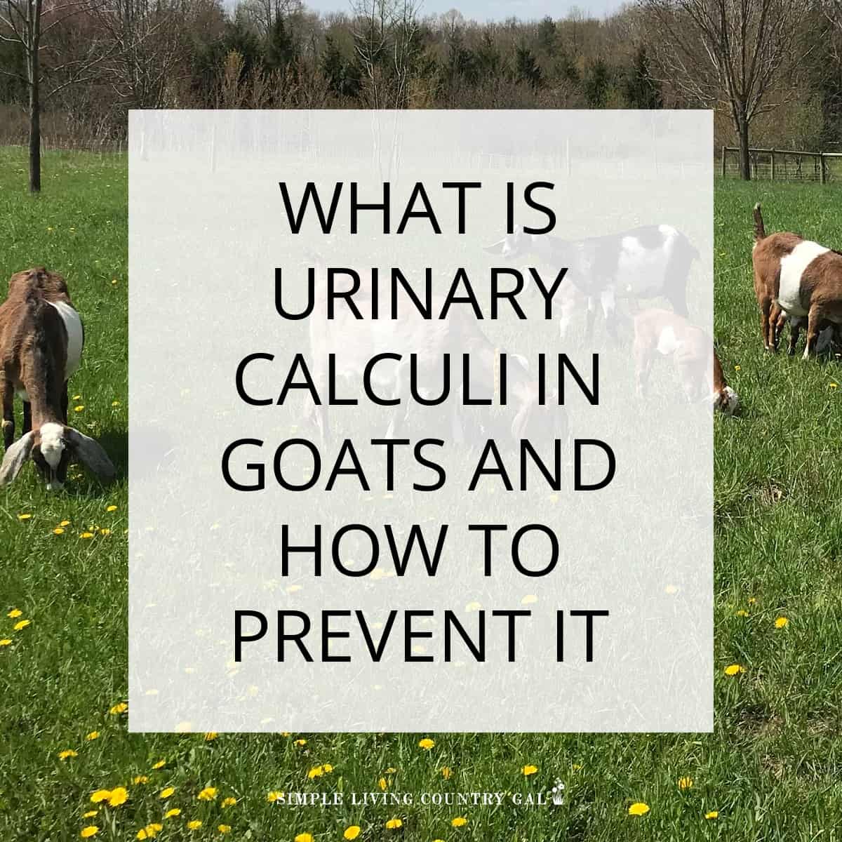 Signs of Urinary Calculi in Goats Simple Living Country Gal