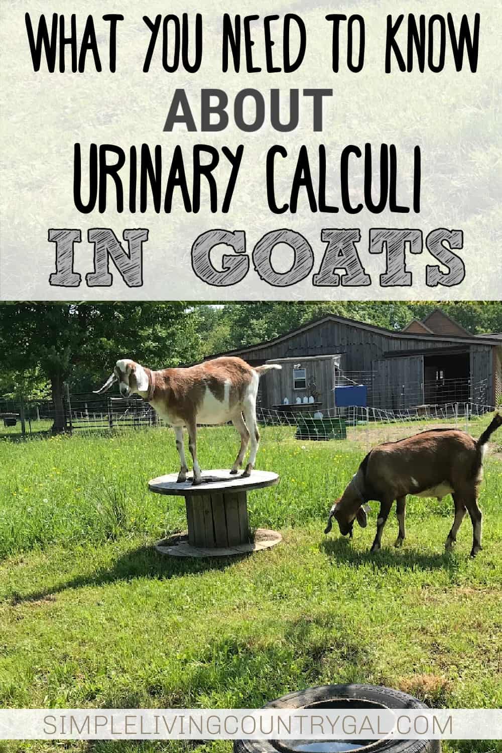 Signs of Urinary Calculi in Goats Simple Living Country Gal