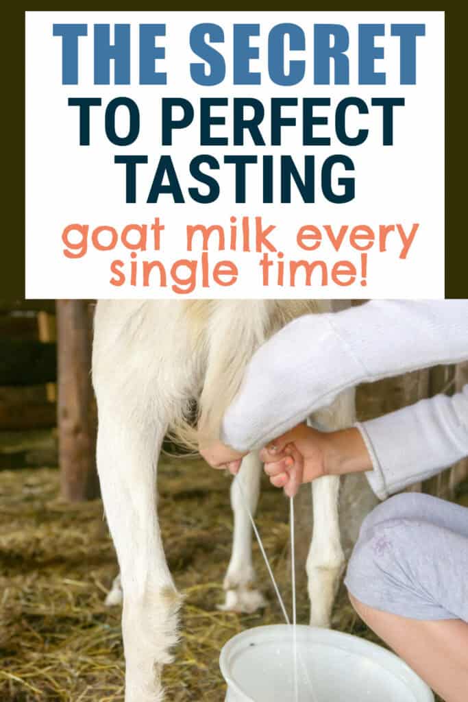 Super Easy Steps for Delicious Tasting Goat Milk