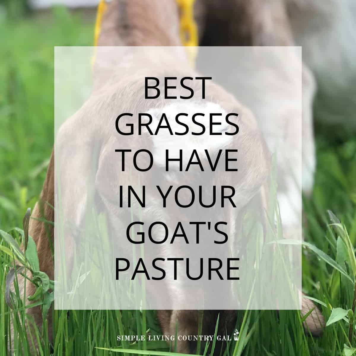 What to Plant for Goat Pasture Simple Living Country Gal