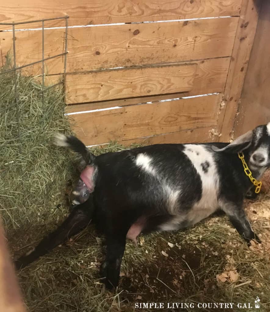 a black and white goat giving birth in a pen