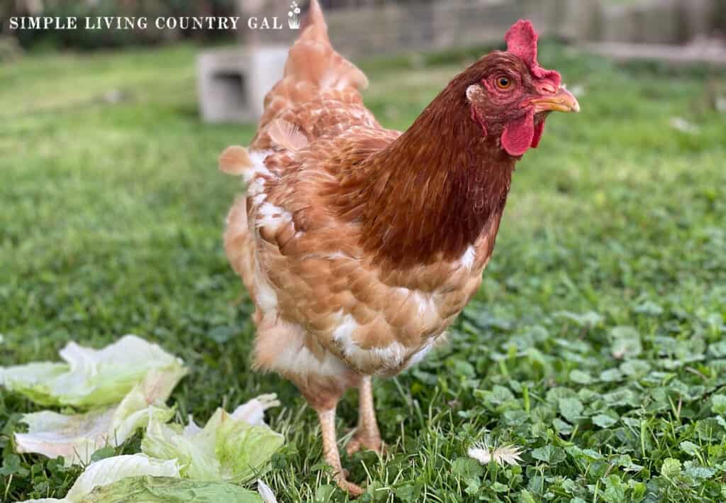 a brown chicken standing next to a pile of lettuce with missing feathers