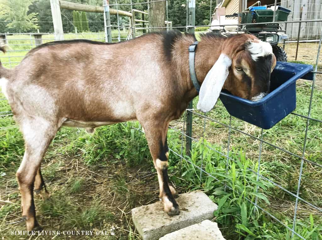 a buck eating grain out of a blue bucket 