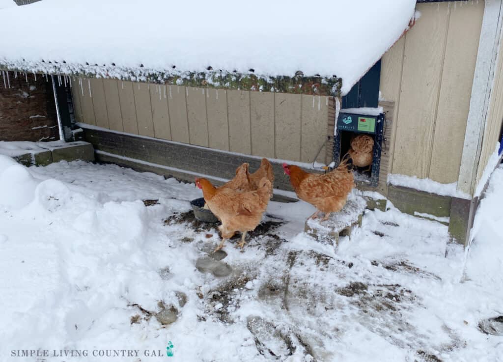 a flock of free-range chickens outside in the winter