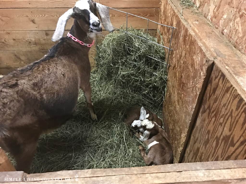 a goat mom with her kids in a pen