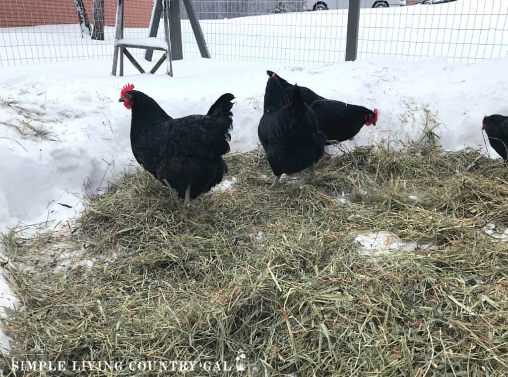 a group of black chickens outside in a run standing on warm hay in the snow