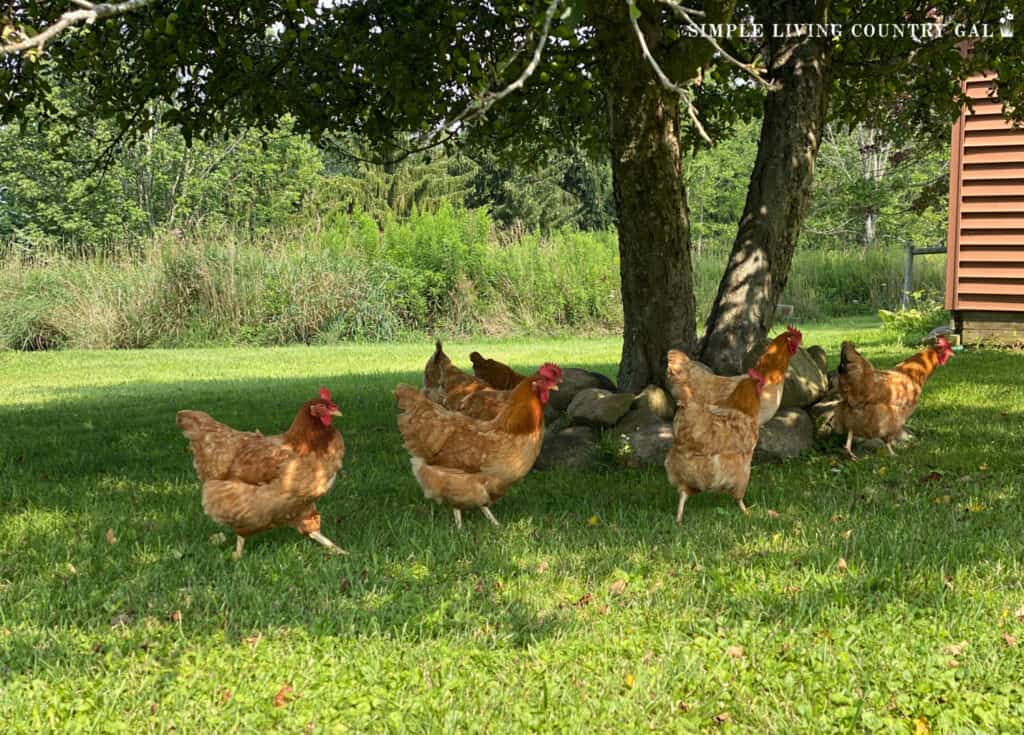 a group of chickens scratching in the grass under an apple tree