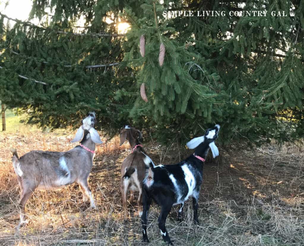 a group of goats eating pine trees needles