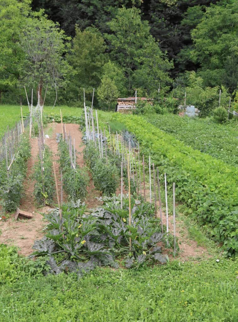 a large Amish vegetable garden 