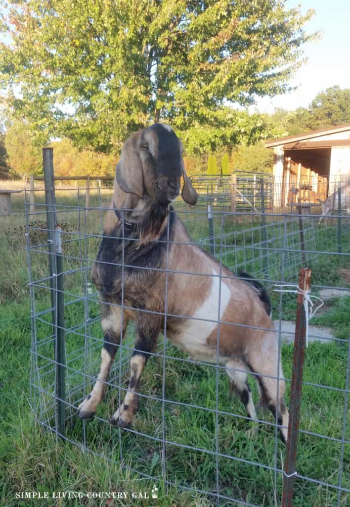 a male goat buck standing on a steel fence panel