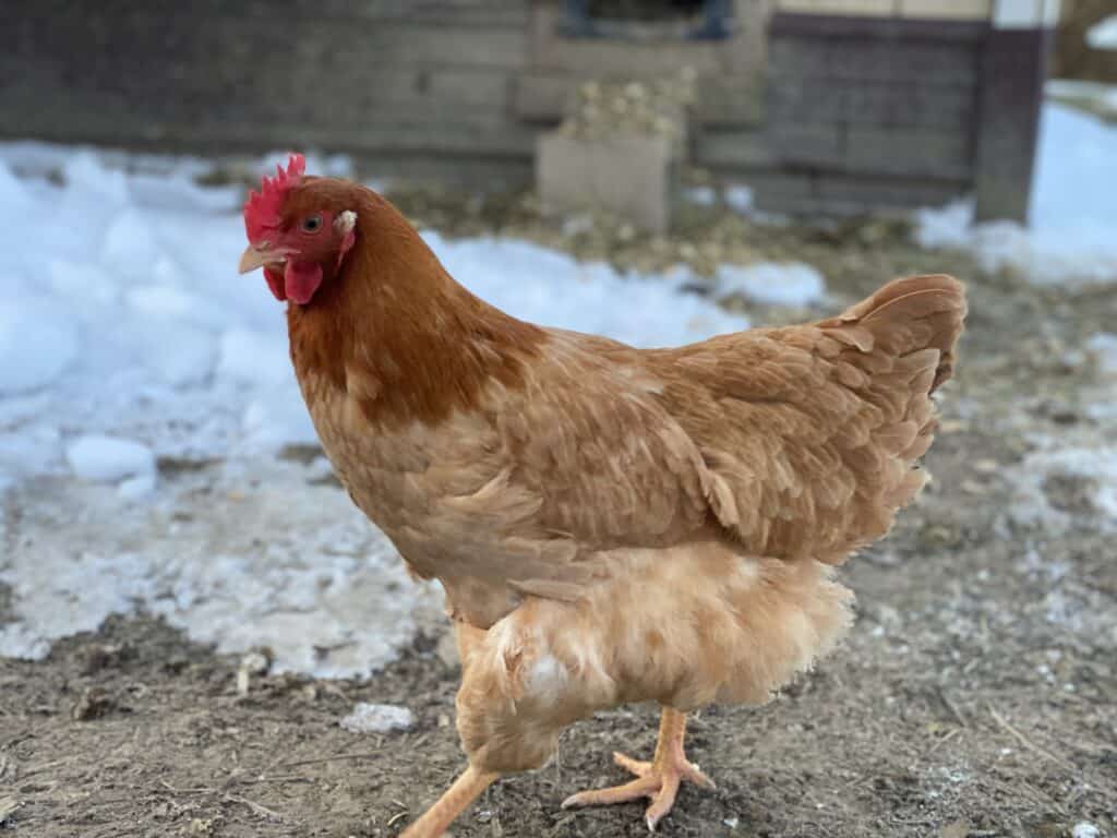 a new hampshire cold hardy chicken breed