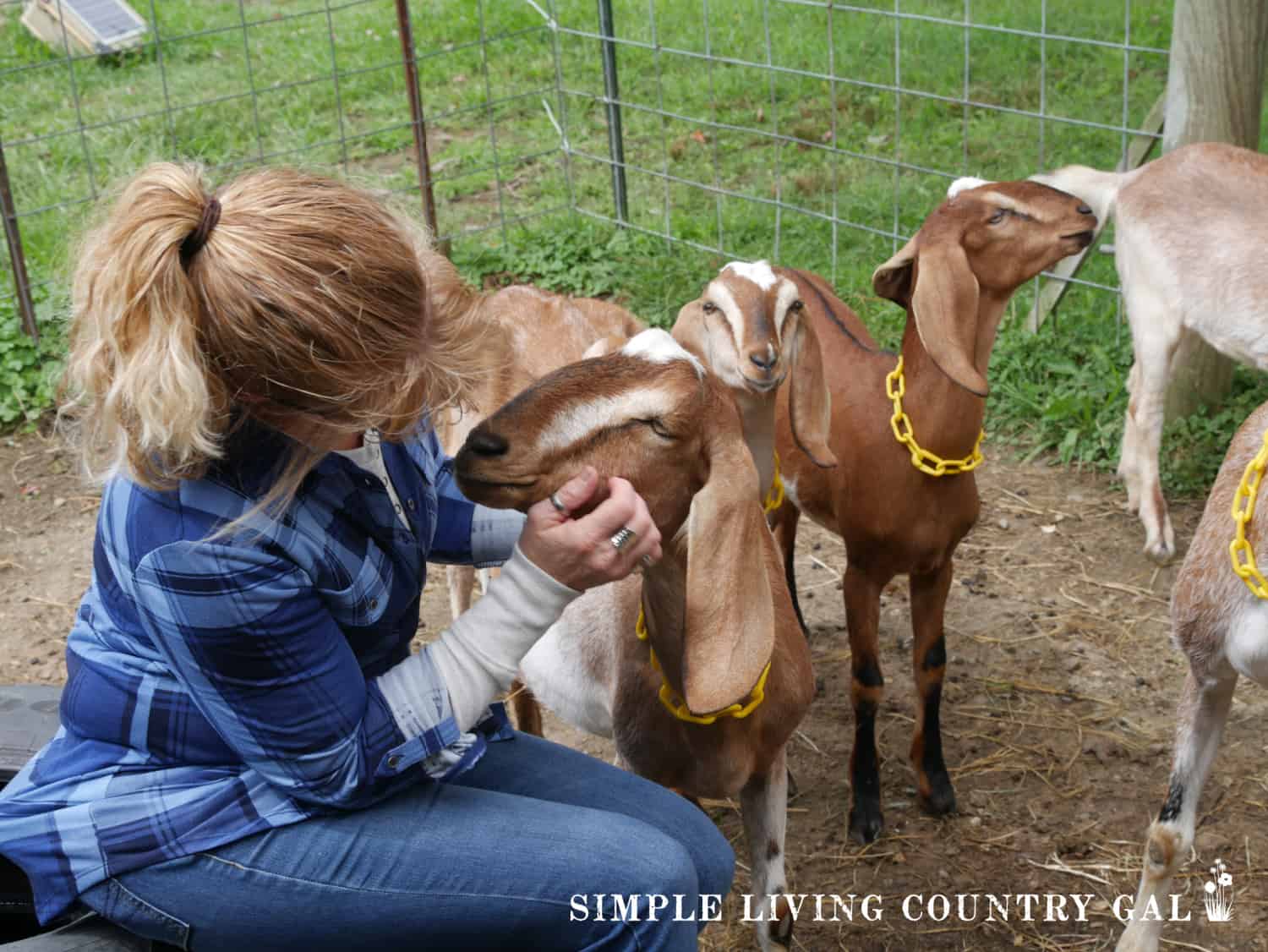 Goat Deworming Schedule Simple Living Country Gal