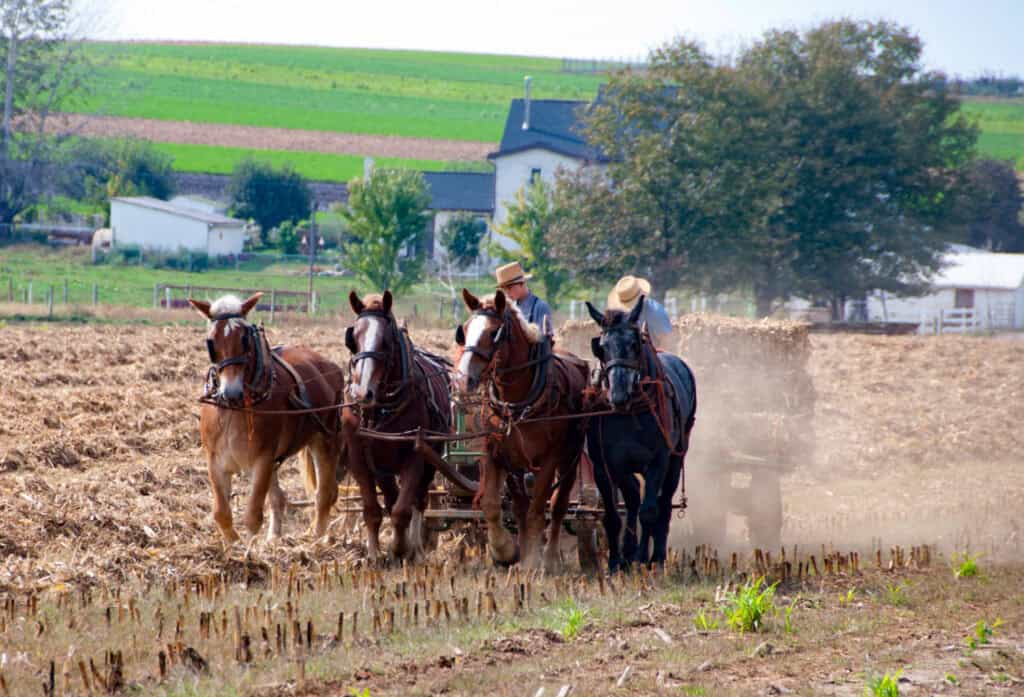 2 amish men with horses tilling up a corn field